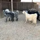 للبيع معزا