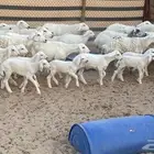 مراح حريات 41راس