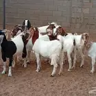 جفار هجين بورقوت