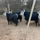 وين اهل النادر