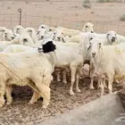 غنم
