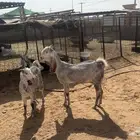 عنز