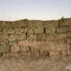 برسيم عود خشن