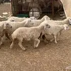 رخال حريه للبيع