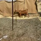 جفره محايليه السن جذعه