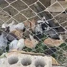 ارانب للبيع