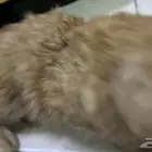 قطوه للبيع على السوم