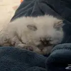 قطة للبيع كيتي