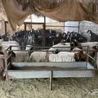 غنم نعيم بيع جملة