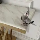 كروان هولندي اليف وهدد نشبه