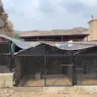 ثلاث شبوك جديده مالها ثلاثه شهور