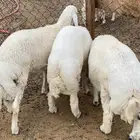 ذبايح حري طليان ورخال بريه ونظيفه مع خدمة السلخ والتوصيل