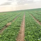 شارع يحي المعلمي 60 مع 80