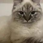 قطط ذكور للبيع