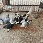 حمام زينه قابل للبدال