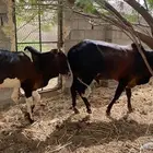 حسلان بلدي