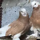 حمام صفاقي