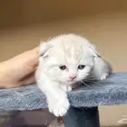 قطط سكوتش فولد