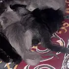 قطط من نوع هملايا العمر شهر و أسبوعين الحد 500 للواحد