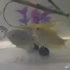 اسماك جرامي   اسماك فايتر