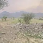 مزرعه