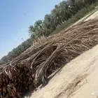 سعف جريد النخل
