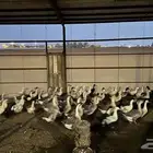 للبيع بط بكيني