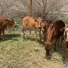 5حسلان للبيع