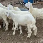 بهم تربيه مراح واحد طرف وشعره بيضاء ونظاف من جميع الآمراض