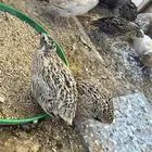 للبيع سمان العدد 10 اجواز