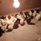صوص دجاج