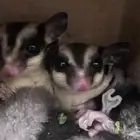 سنجاب شوقر قلايدر اليف