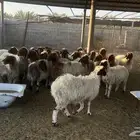 غنم نعيم دفيع ومضاريع