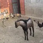 فحول هجين وعل