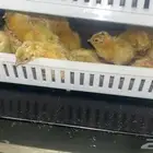 صوص سمان تكساس الأمريكي