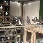 حمام بلدي وخارجي