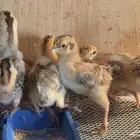 صوص فرنسي أحمر دم الغزال