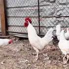 دجاج بلدي ابيض( تم البيع )