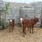 بقر