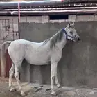 فرس واهو مكس