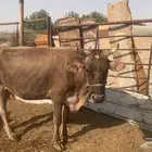 ثور الماني بيور. وعجل و بقرتين تحتهم عجلتين. وعجل