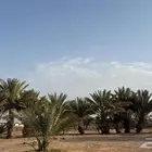نخل للبيع