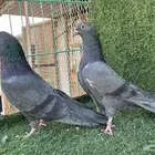 حمام بكستاني تم البيع