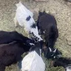 تيوس للبيع