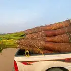 نخل زينه للبيع في عسير
