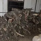 حطب طلح مستورد