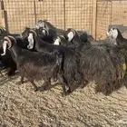 للبيع معزاء