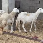 حلال للبيع
