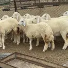 رخال مقنا صنف طرف وشعره بيضاء ومراح واحد وجرم(تم البيع )