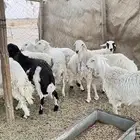 ذبايح حري العدد 10 خرفان